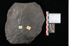 Foto (Objekt + Etikett) von Polypodites latipernuis Ettingshausen (NHMW-GEO-2024-0188-10526)